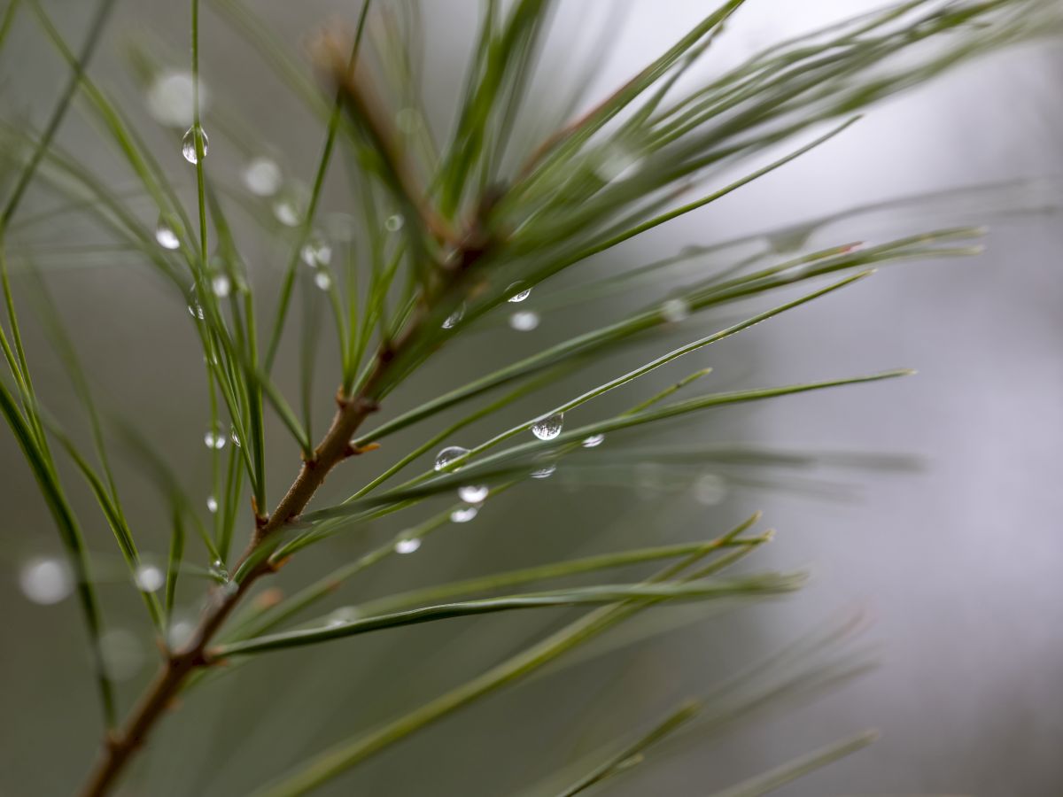 A close-up of pine needles with droplets of water on them against a blurred background, capturing a serene and fresh atmosphere.