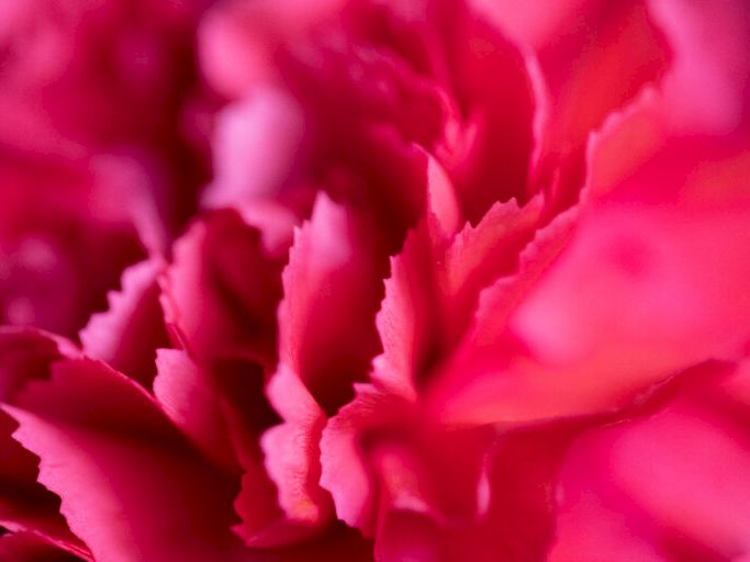 A close-up of vibrant pink petals with ruffled edges, lush and textured, filling the frame with intense color.