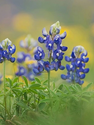 Bluebonnets in a sunny meadow, tall purple-blue flowers with green leaves, soft out-of-focus yellow background.