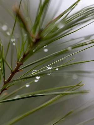 A close-up of a pine branch with slender needles and water droplets clinging to them, tiny beads glistening on the green needles.