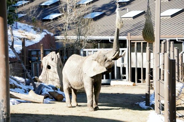 An elephant stands in an enclosed area, reaching up with its trunk toward a hanging object, possibly for feeding or enrichment purposes.