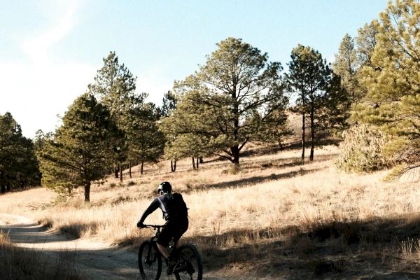 A person is riding a bicycle on a dirt path through a forested area with pine trees and dry grass on a sunny day.