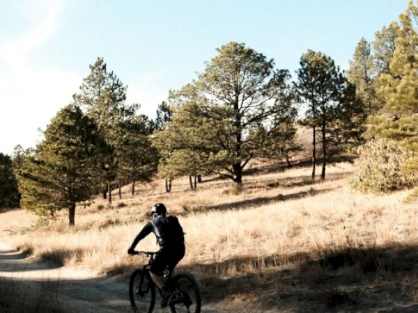 A person is riding a bicycle on a dirt path through a forested area with pine trees and dry grass on a sunny day.