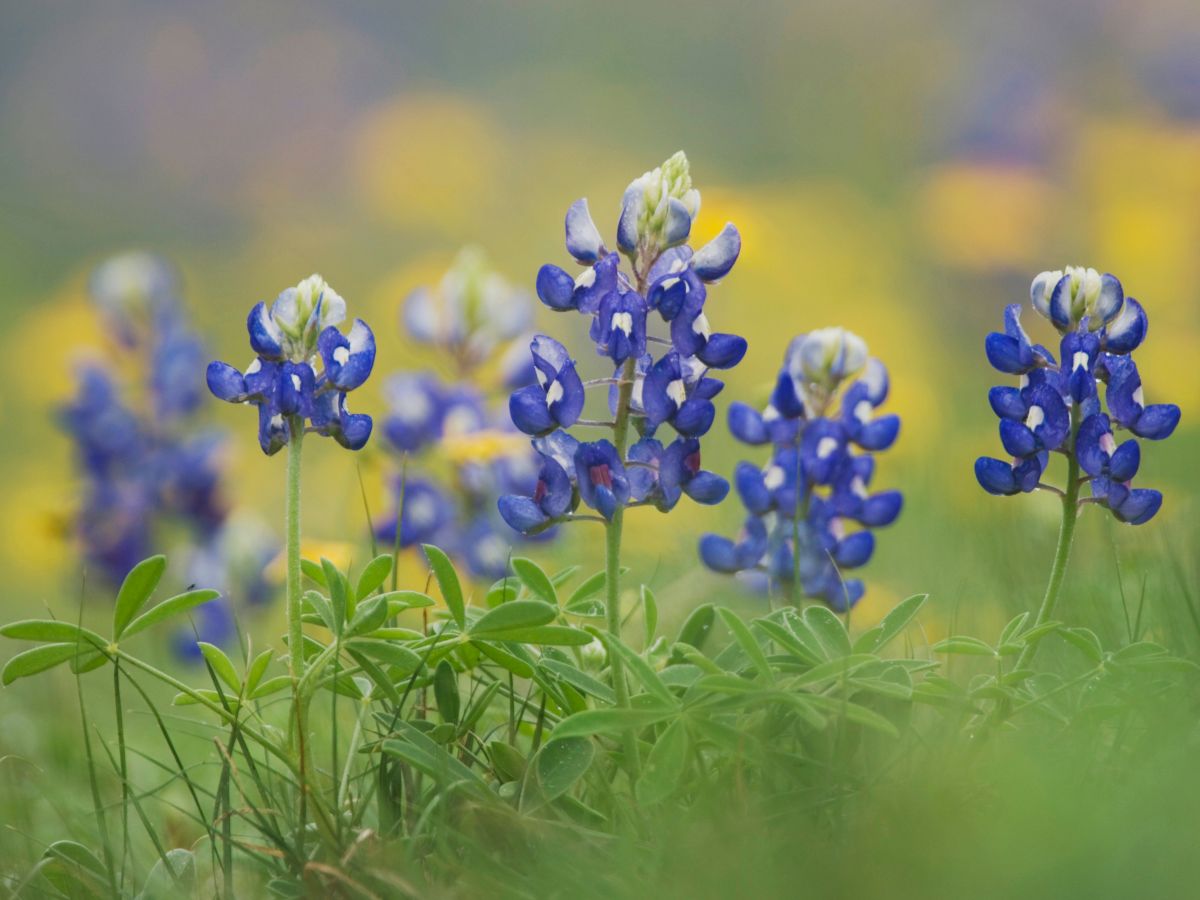 Bluebonnet flowers (Lupinus) with green foliage, a soft blurred background of yellows and greens, in a sunny field.