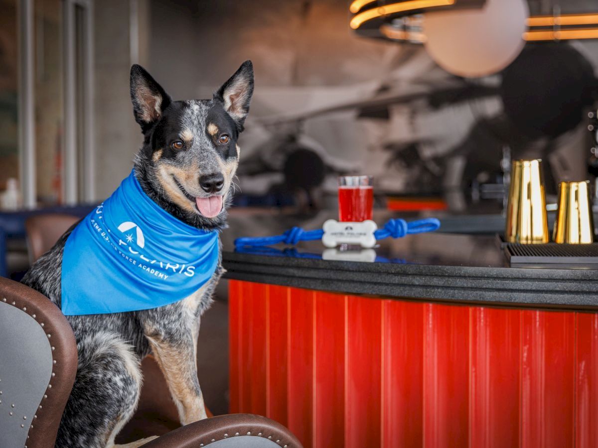 A cheerful dog wearing a blue bandana sits by a bar counter with a red stripe, a small red drink, and metallic cups in the background.