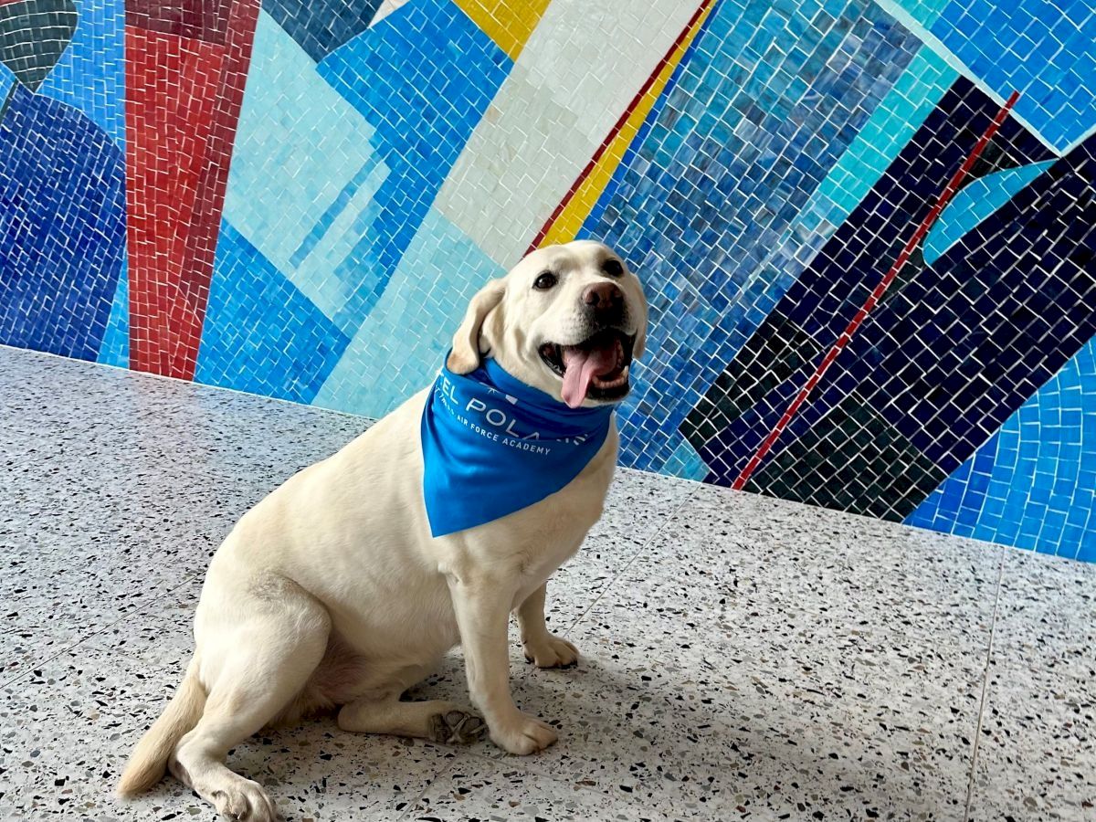 A cheerful light-colored dog wearing a blue bandana sits on a speckled ground in front of a colorful mosaic wall.