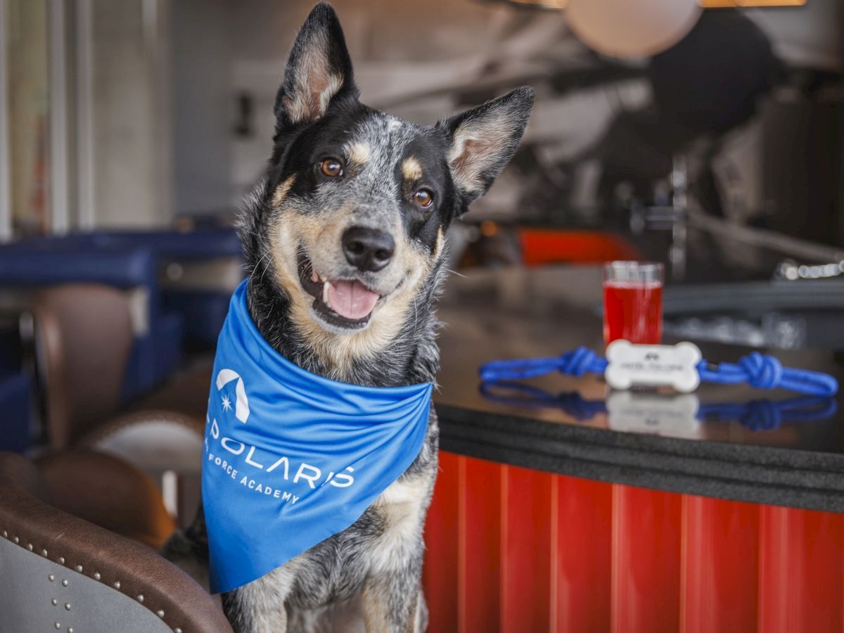 A friendly mixed-breed dog wearing a blue bandana sits at a counter, smiling with a drink in the background.