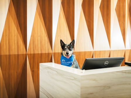 A dog wearing a blue bandana sits behind a desk with a computer, in front of a geometric wooden wall.