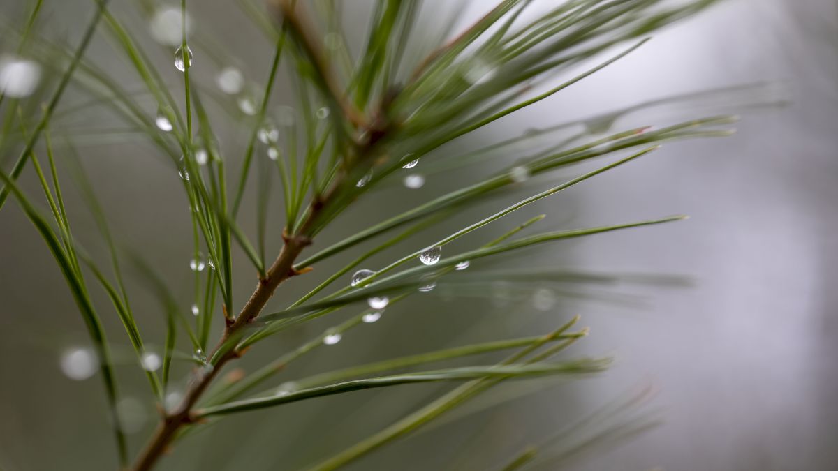 A close-up of pine needles with water droplets on them, against a blurred, gray background, creating a serene and natural scene.
